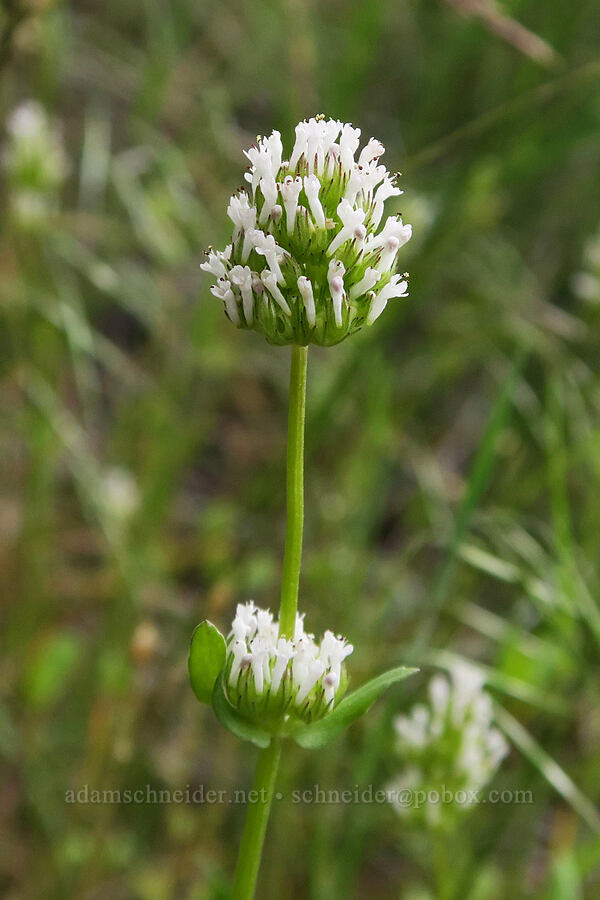 white plectritis (Plectritis macrocera) [Owyhee Lake Road, Malheur County, Oregon]