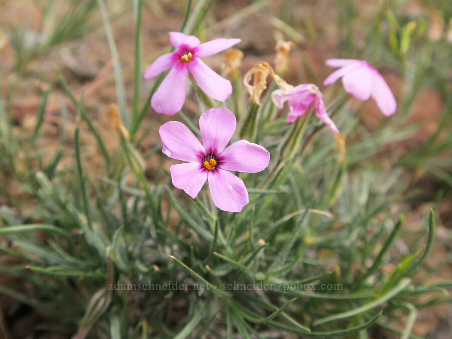 sagebrush phlox (Phlox aculeata) [Owyhee Lake Road, Malheur County, Oregon]