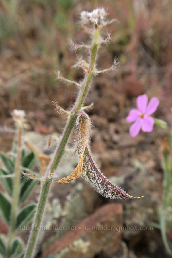 shaggy milk-vetch seed pod (Astragalus malacus) [Owyhee Lake Road, Malheur County, Oregon]