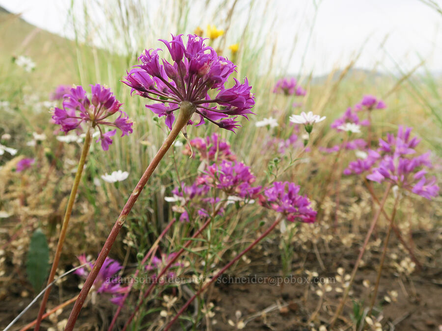 taper-tip onions (Allium acuminatum) [State Highway 78, Malheur County, Oregon]
