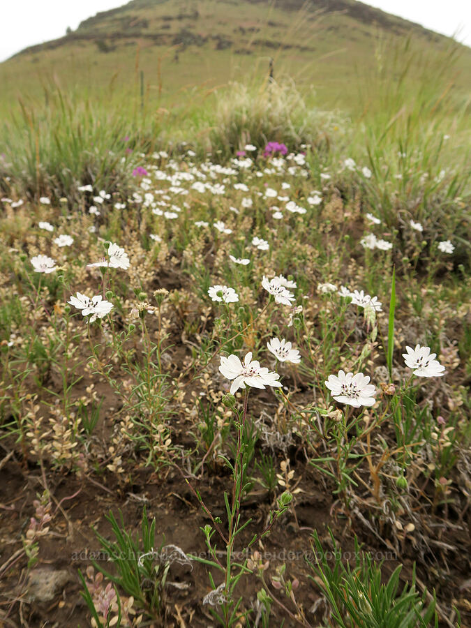 rough eyelash-weed (Blepharipappus scaber) [State Highway 78, Malheur County, Oregon]