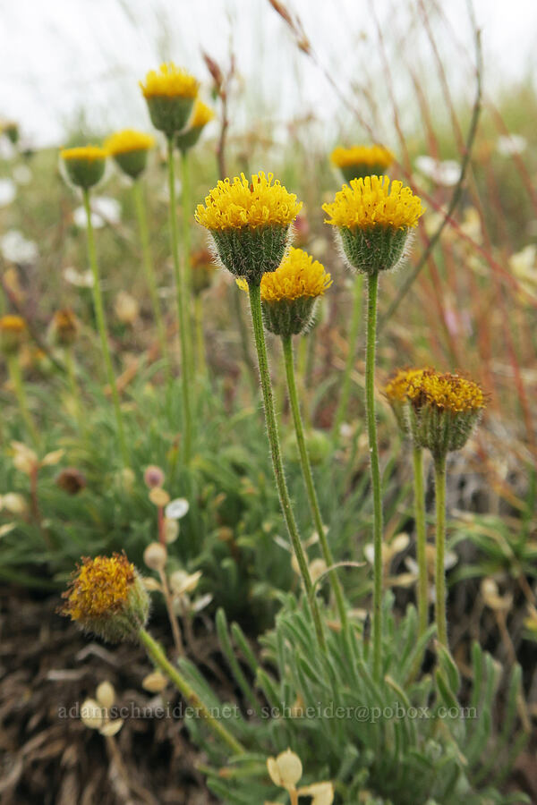 dwarf yellow fleabane (Erigeron chrysopsidis var. austiniae) [State Highway 78, Malheur County, Oregon]