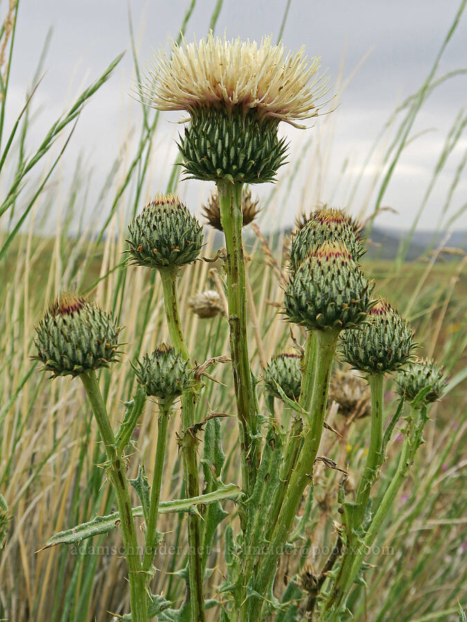 gray-green thistle (Cirsium cymosum var. canovirens (Cirsium canovirens)) [State Highway 78, Malheur County, Oregon]