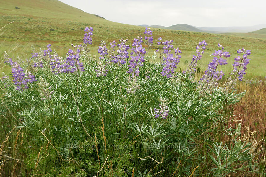 Kellogg's spurred lupine (Lupinus argenteus var. heteranthus (Lupinus caudatus)) [State Highway 78, Malheur County, Oregon]