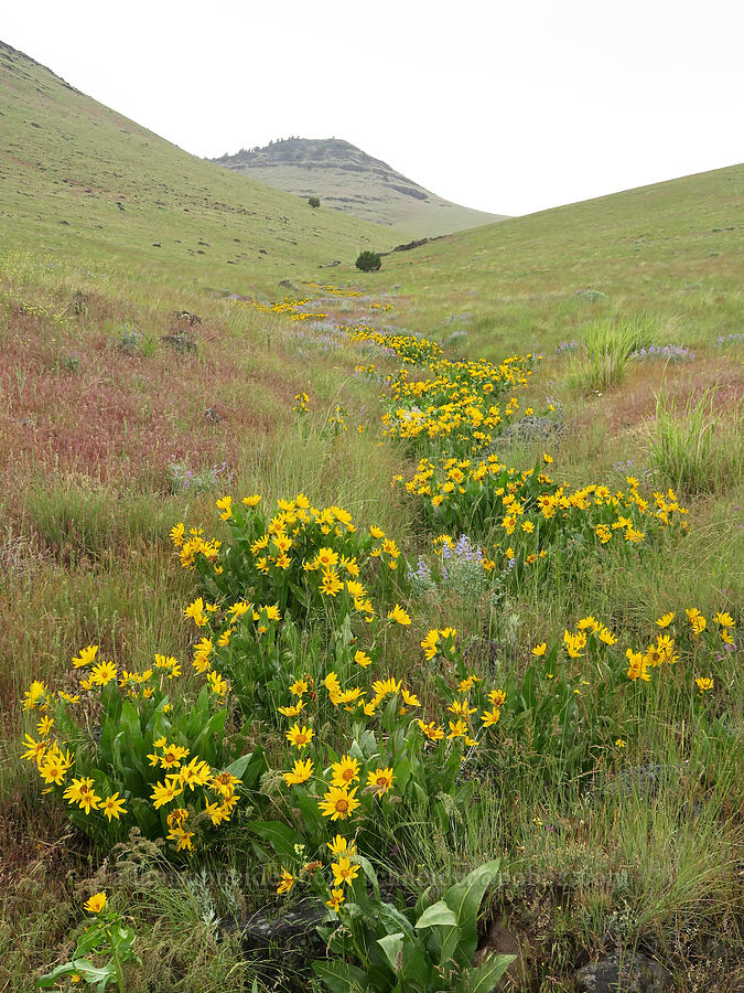balsamroot (Balsamorhiza sagittata) [State Highway 78, Malheur County, Oregon]