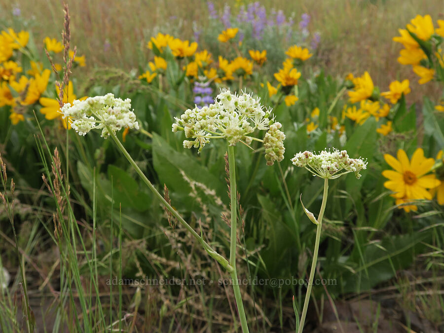 Bolander's yampah (Perideridia bolanderi) [State Highway 78, Malheur County, Oregon]