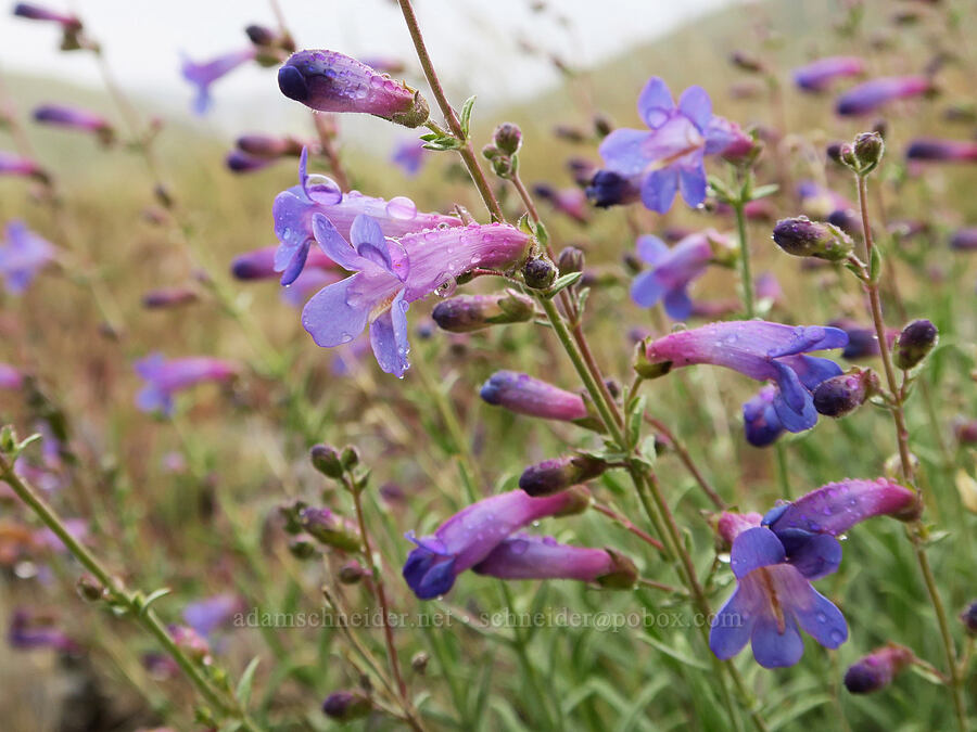 narrow-leaf penstemon (Penstemon seorsus) [State Highway 78, Malheur County, Oregon]