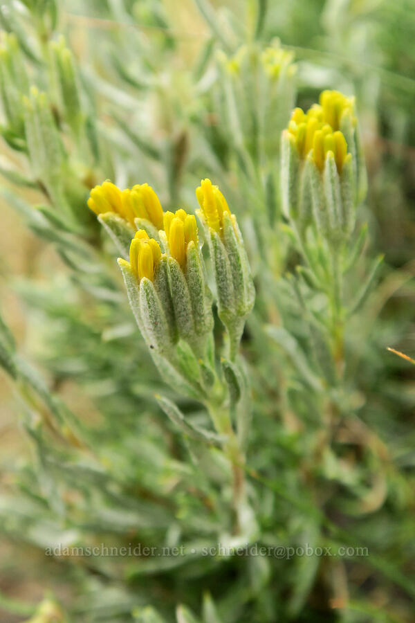 gray horse-brush (Tetradymia canescens) [State Highway 78, Malheur County, Oregon]