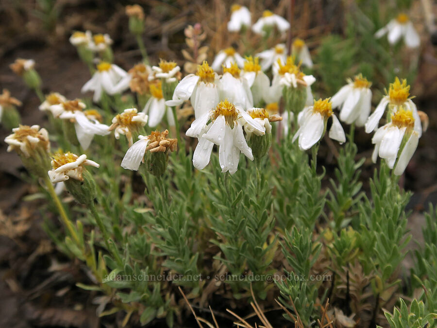 white lava asters (Ionactis alpina (Aster scopulorum)) [Fields-Folly Farm Road, Harney County, Oregon]