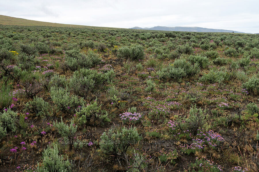 wildflowers & sagebrush [Fields-Folly Farm Road, Harney County, Oregon]