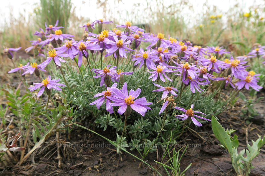 lava asters (Ionactis alpina (Aster scopulorum)) [Fields-Folly Farm Road, Harney County, Oregon]