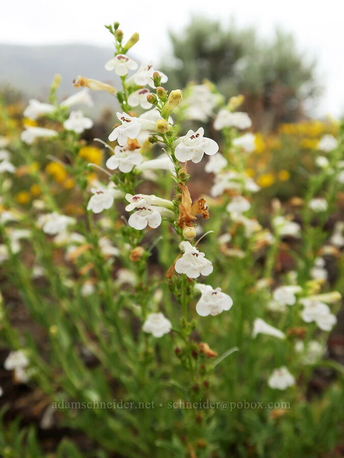hot rock penstemon (Penstemon deustus) [Fields-Folly Farm Road, Harney County, Oregon]