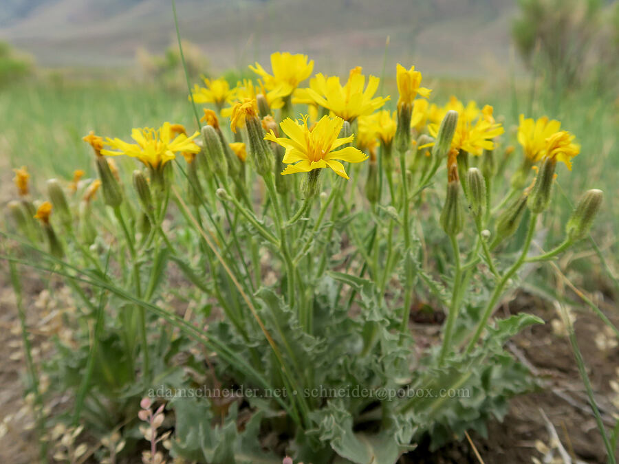 Baker's hawksbeard (Crepis bakeri) [Mann Lake, Harney County, Oregon]