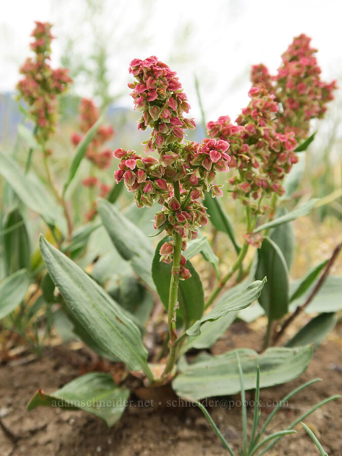 dock (Rumex sp.) [Mann Lake, Harney County, Oregon]