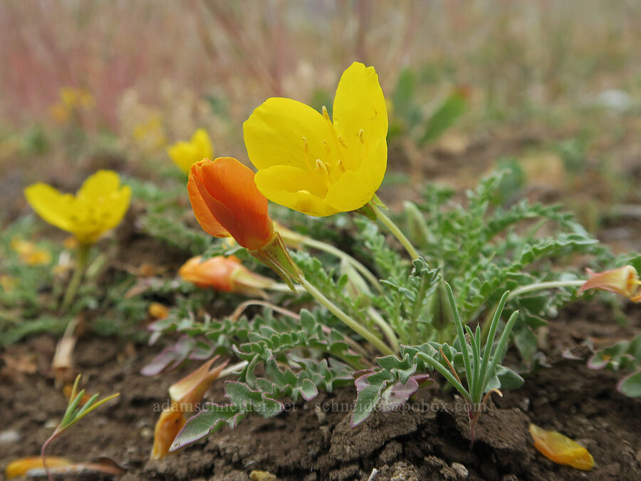 tansy-leaf evening-primrose (Taraxia tanacetifolia (Camissonia tanacetifolia)) [Mann Lake, Harney County, Oregon]