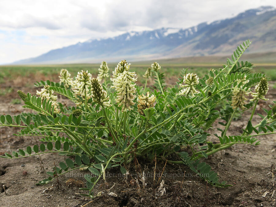 Canada milk-vetch (Astragalus canadensis var. brevidens) [Mann Lake, Harney County, Oregon]