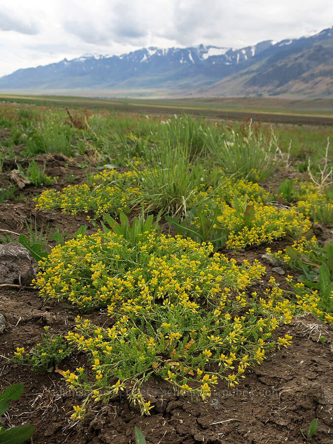 spreading yellow-cress (Rorippa sinuata) [Mann Lake, Harney County, Oregon]