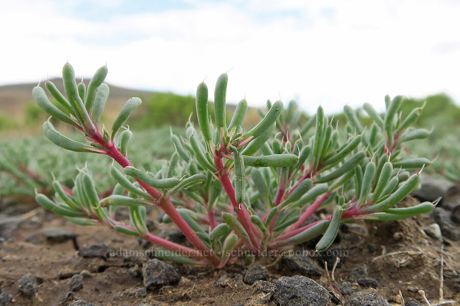salt-lover (Halogeton glomeratus) [Mann Lake, Harney County, Oregon]