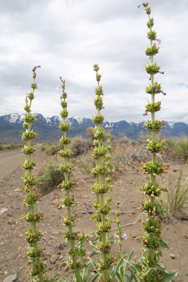 sand-dune penstemon (Penstemon acuminatus var. latebracteatus) [Mickey-Alvord Wells Road, Harney County, Oregon]
