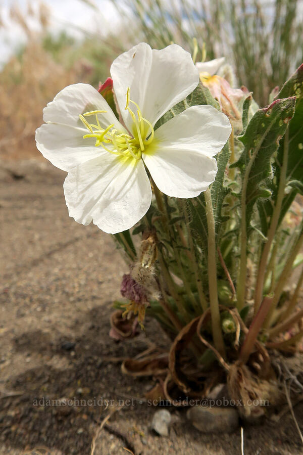 Piper's evening-primrose (Oenothera deltoides ssp. piperi) [Mickey-Alvord Wells Road, Harney County, Oregon]