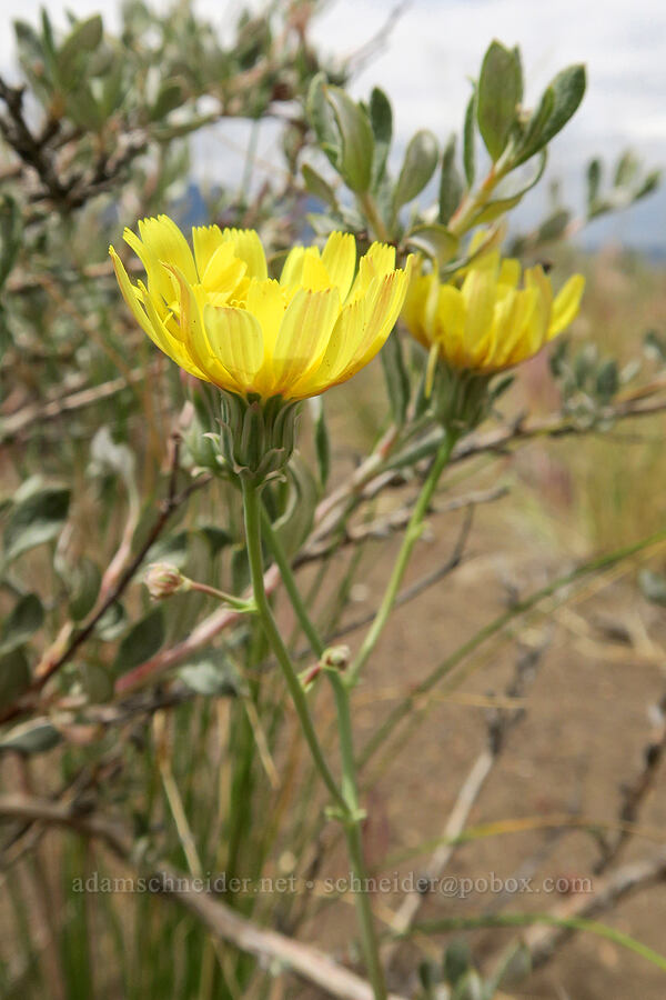 sow-thistle desert-dandelion (Malacothrix sonchoides) [Mickey-Alvord Wells Road, Harney County, Oregon]
