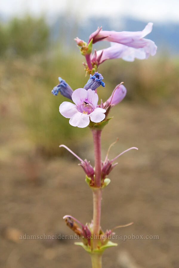 sand-dune penstemon (Penstemon acuminatus var. latebracteatus) [Mickey-Alvord Wells Road, Harney County, Oregon]