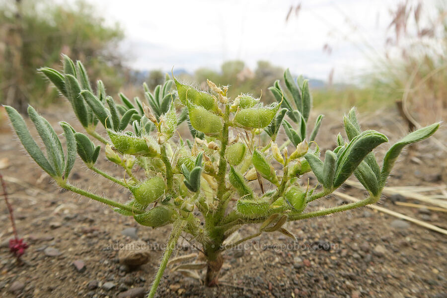 short-stem lupine, going to seed (Lupinus brevicaulis) [Mickey-Alvord Wells Road, Harney County, Oregon]