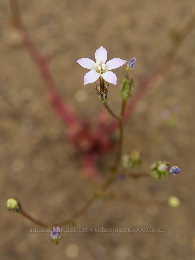 rosy gilia (Gilia sinuata) [Mickey-Alvord Wells Road, Harney County, Oregon]