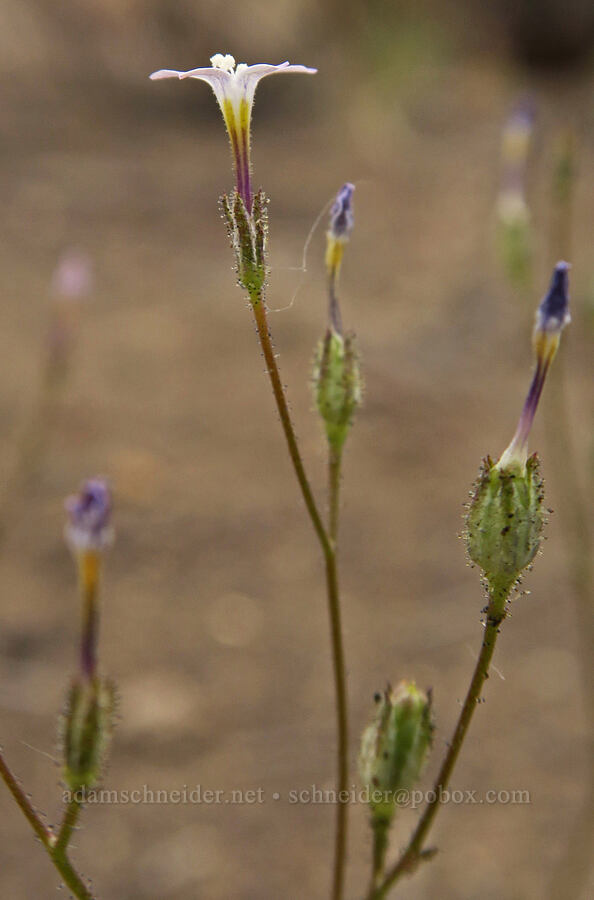rosy gilia (Gilia sinuata) [Mickey-Alvord Wells Road, Harney County, Oregon]