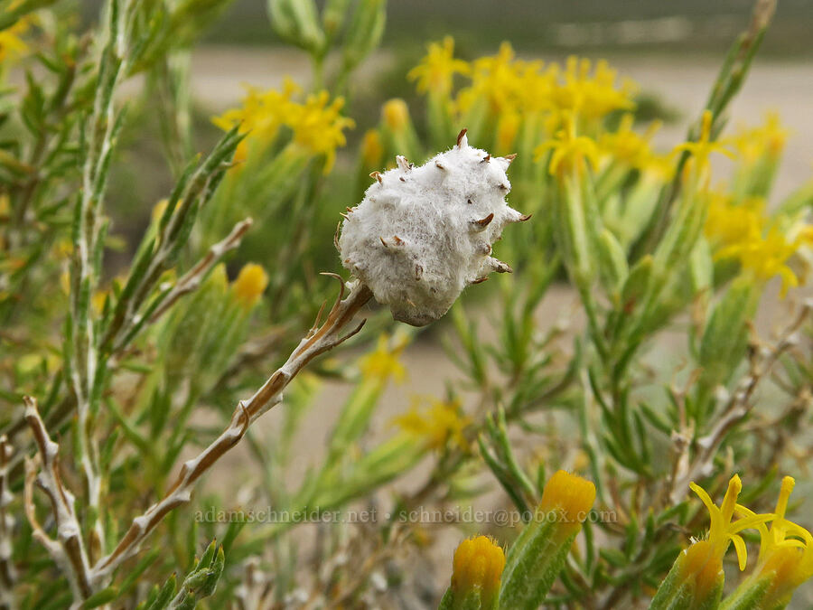 twirler moth gall on little-leaf horse-brush (Scrobipalpopsis tetradymiella, Tetradymia glabrata) [Mickey Hot Springs, Harney County, Oregon]