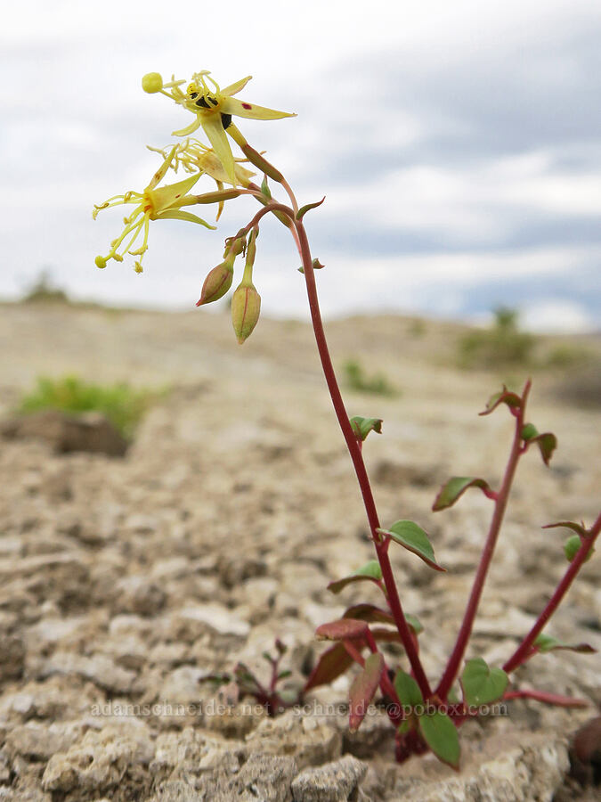 Paiute sun-cup (naked-stem evening-primrose) (Chylismia scapoidea (Camissonia scapoidea)) [Mickey Hot Springs, Harney County, Oregon]