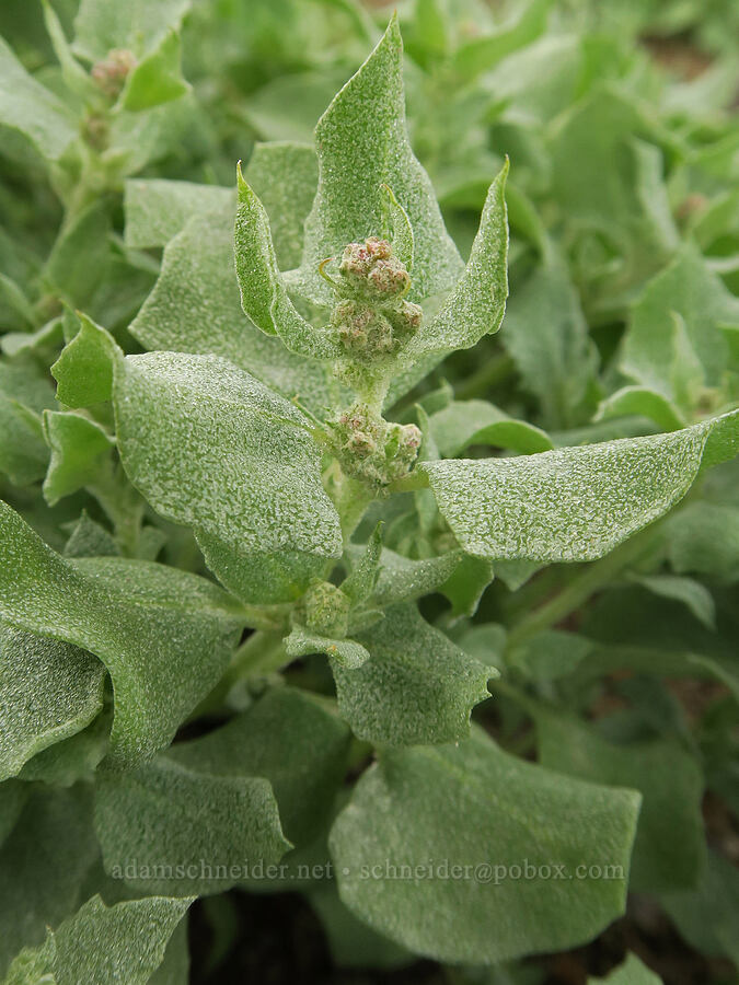silver-scale salt-bush (Atriplex argentea) [Mickey Hot Springs, Harney County, Oregon]