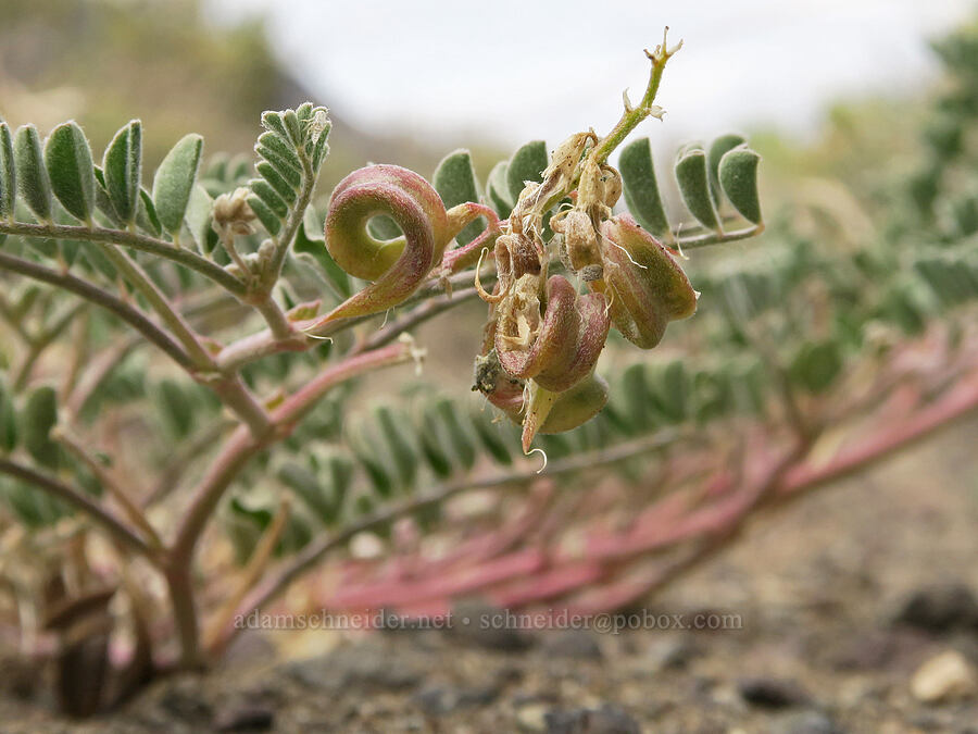 Humboldt River/Snake milk-vetch (Astragalus iodanthus var. diaphanoides) [Mickey Hot Springs, Harney County, Oregon]