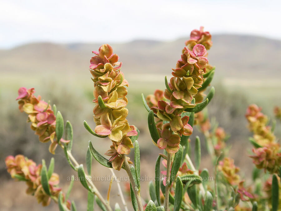 spiny hop-sage (Grayia spinosa (Atriplex spinosa)) [Mickey Hot Springs, Harney County, Oregon]