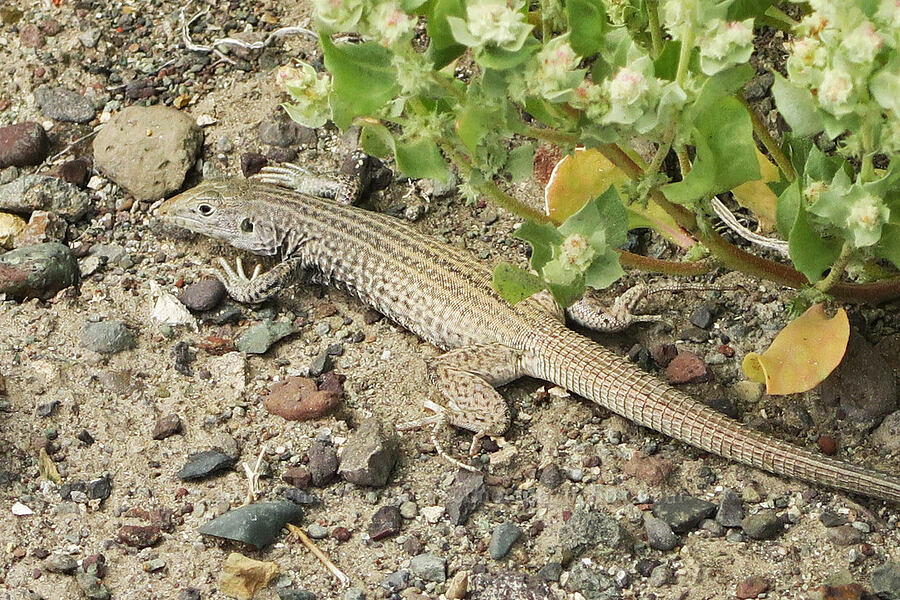 Great Basin whiptail lizard (Aspidoscelis tigris tigris (Cnemidophorus tigris tigris)) [Mickey Hot Springs, Harney County, Oregon]