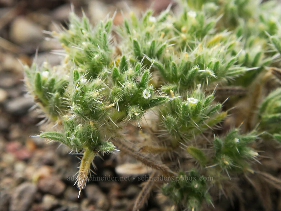 matted cryptantha (Greeneocharis circumscissa var. circumscissa (Cryptantha circumscissa var. circumscissa)) [Mickey Hot Springs, Harney County, Oregon]