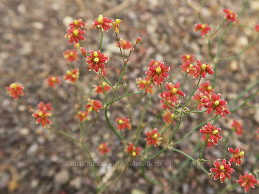 yellow-turban buckwheat (Eriogonum pusillum) [Mickey Hot Springs, Harney County, Oregon]