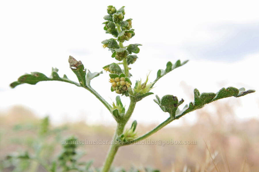 flat-spine bur-ragweed (Ambrosia acanthicarpa) [Mickey Hot Springs, Harney County, Oregon]