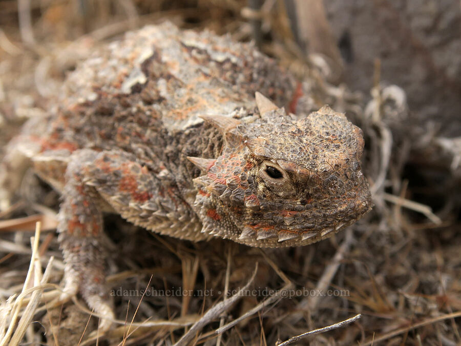 desert horned lizard (Phrynosoma platyrhinos) [Mickey Hot Springs, Harney County, Oregon]