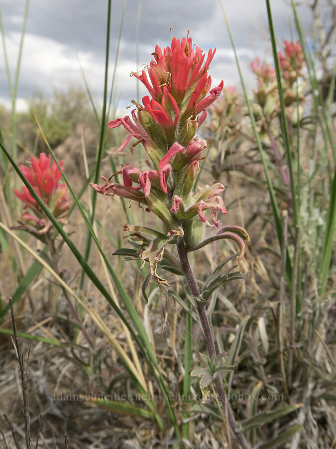 desert paintbrush (Castilleja chromosa) [Mickey-Alvord Wells Road, Harney County, Oregon]