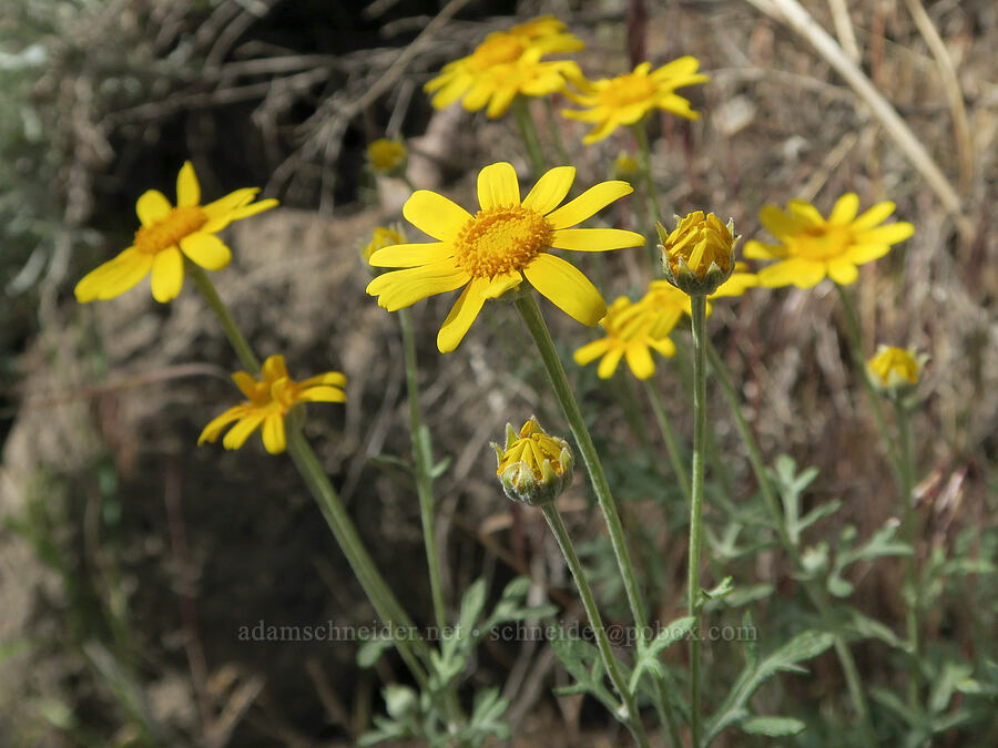 Oregon sunshine (Eriophyllum lanatum) [Fields-Folly Farm Road, Harney County, Oregon]