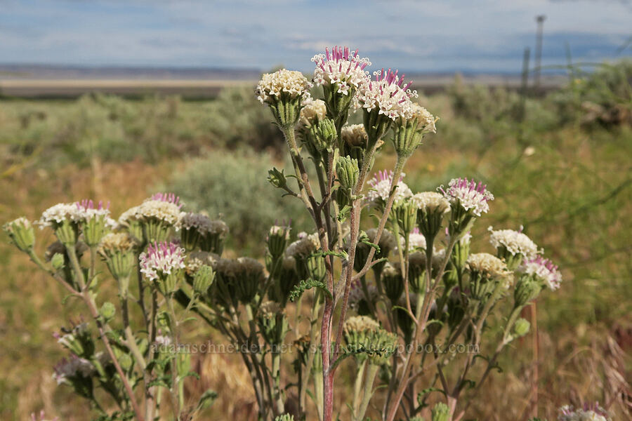 Douglas' pincushion (Chaenactis douglasii) [Fields-Folly Farm Road, Harney County, Oregon]
