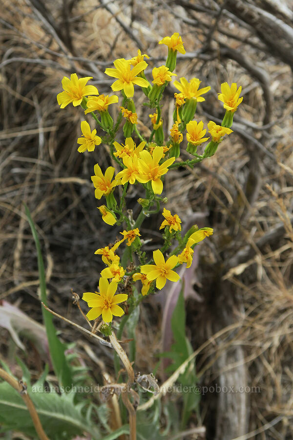 taper-tip hawksbeard (Crepis acuminata) [Fields-Folly Farm Road, Harney County, Oregon]