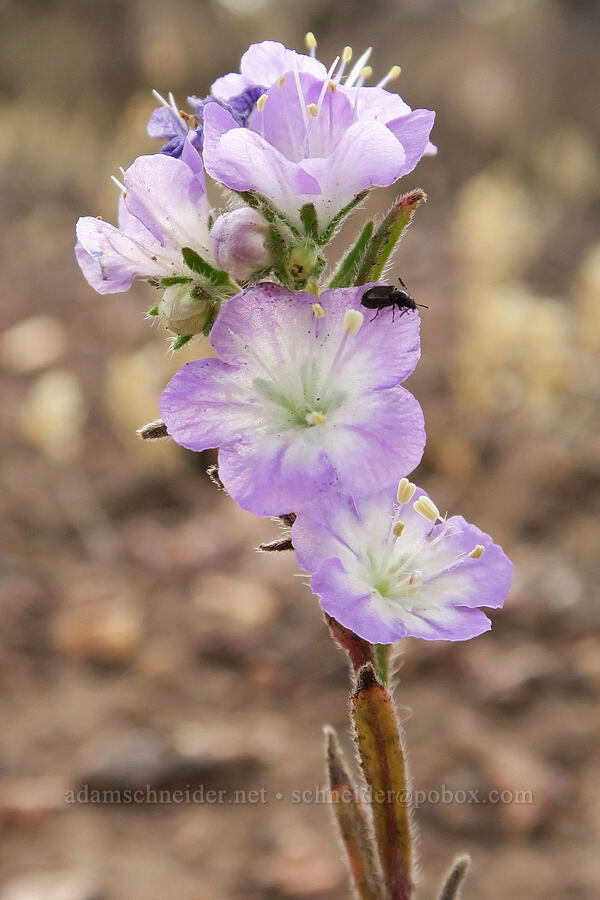 thread-leaf phacelia (Phacelia linearis) [Fields-Folly Farm Road, Harney County, Oregon]
