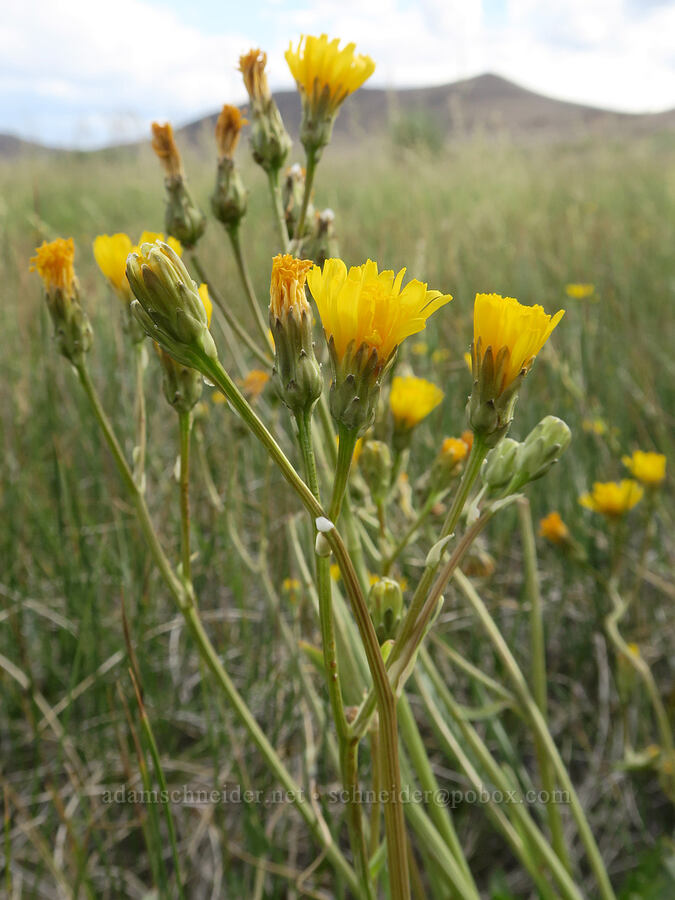 Alvord hawksbeard (Crepis runcinata ssp. imbricata) [Frog Springs, Harney County, Oregon]