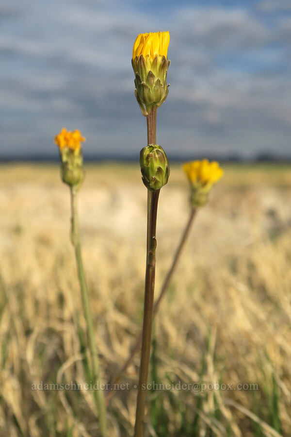 Alvord hawksbeard (Crepis runcinata ssp. imbricata) [Borax Lake Preserve, Harney County, Oregon]