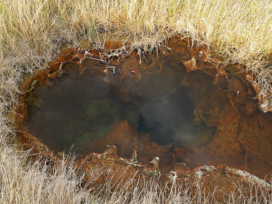 hot spring [Borax Lake Preserve, Harney County, Oregon]
