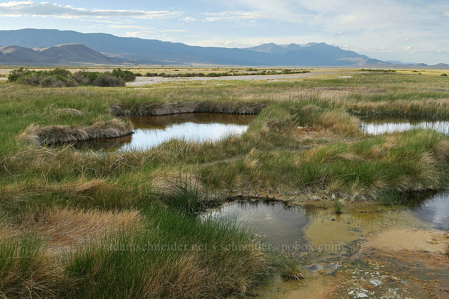 hot springs [Borax Lake Preserve, Harney County, Oregon]