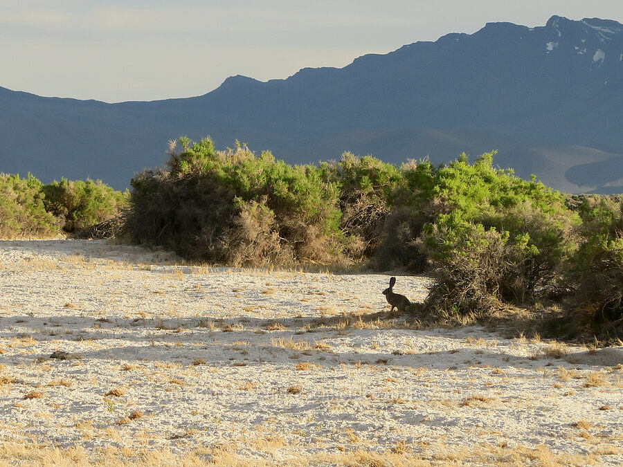 jackrabbit (Lepus californicus) [Borax Lake ACEC, Harney County, Oregon]