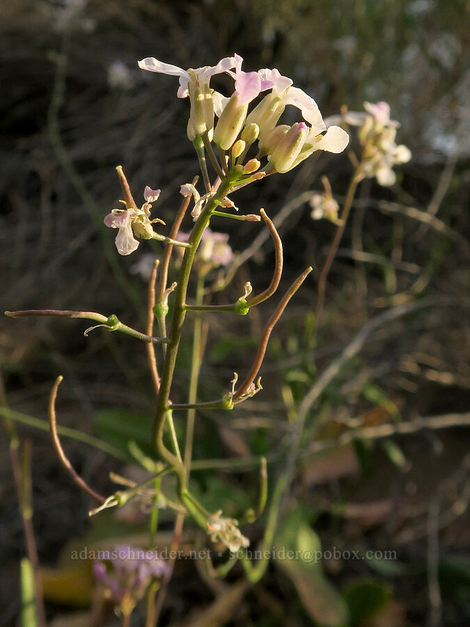 nodding thelypody (Thelypodium flexuosum) [Borax Lake ACEC, Harney County, Oregon]